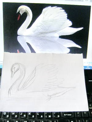 Naučiť sa kresliť labuť vo fázach